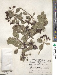 Viburnum prunifolium image