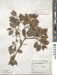 Viburnum prunifolium image