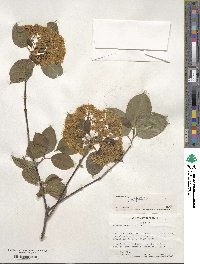 Viburnum prunifolium image