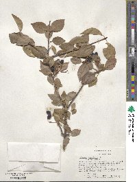 Viburnum prunifolium image