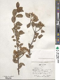 Viburnum prunifolium image