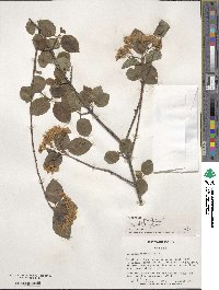 Viburnum prunifolium image