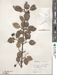 Viburnum prunifolium image