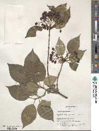 Viburnum prunifolium image