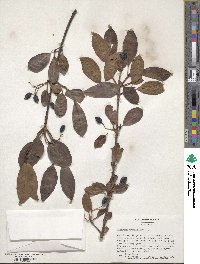 Viburnum prunifolium image