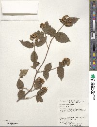 Viburnum rafinesquianum image