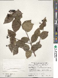 Viburnum rafinesquianum image