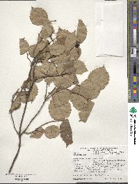 Viburnum rafinesquianum image