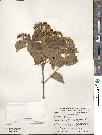 Viburnum rafinesquianum image