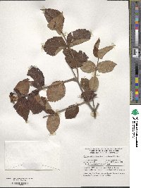 Viburnum rafinesquianum image