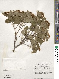 Viburnum rafinesquianum image