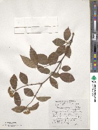 Viburnum rafinesquianum image