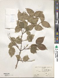 Viburnum rafinesquianum image