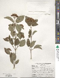 Viburnum recognitum image