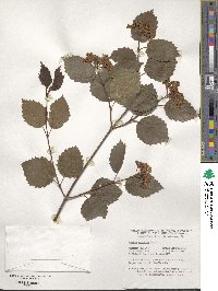 Viburnum recognitum image