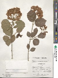 Viburnum recognitum image