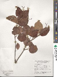 Viburnum recognitum image