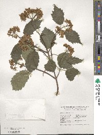 Viburnum recognitum image