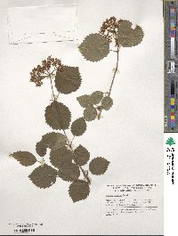 Viburnum recognitum image