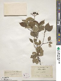 Viburnum recognitum image