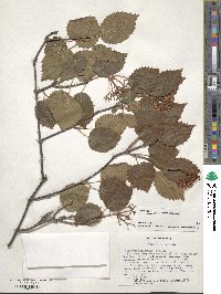 Viburnum recognitum image