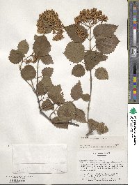 Viburnum recognitum image