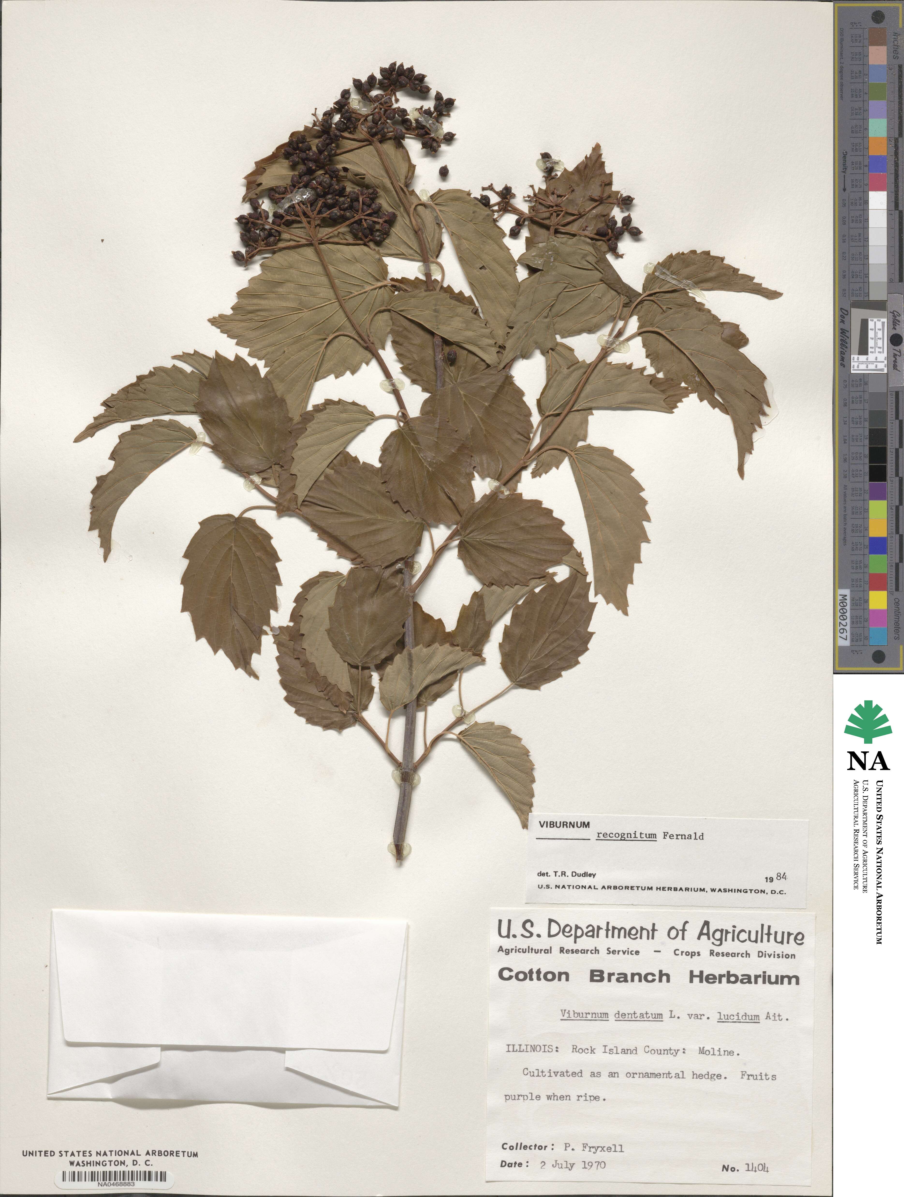 Viburnum recognitum image