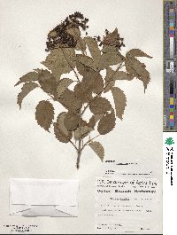 Viburnum recognitum image