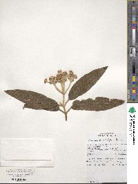 Viburnum rhytidophyllum image