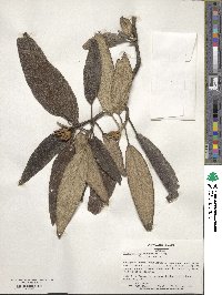 Viburnum rhytidophyllum image