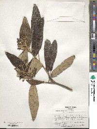 Viburnum rhytidophyllum image