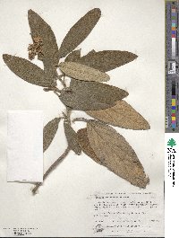 Viburnum rhytidophyllum image