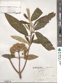 Viburnum rhytidophyllum image