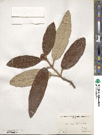 Viburnum rhytidophyllum image