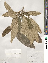 Viburnum rhytidophyllum image