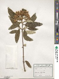 Viburnum rhytidophyllum image