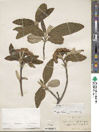 Viburnum rhytidophyllum image