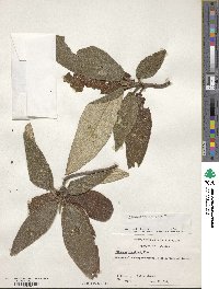 Viburnum rhytidophyllum image