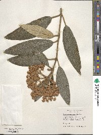 Viburnum rhytidophyllum image