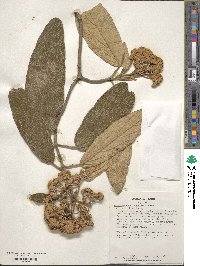 Viburnum rhytidophyllum image