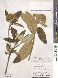 Viburnum rhytidophyllum image