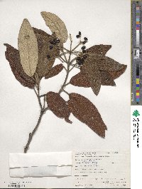 Viburnum rhytidophyllum image