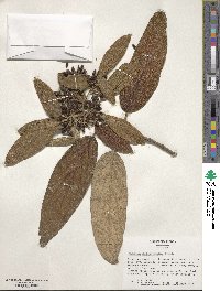 Viburnum rhytidophyllum image