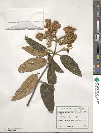 Viburnum rhytidophyllum image