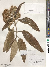 Viburnum rhytidophyllum image