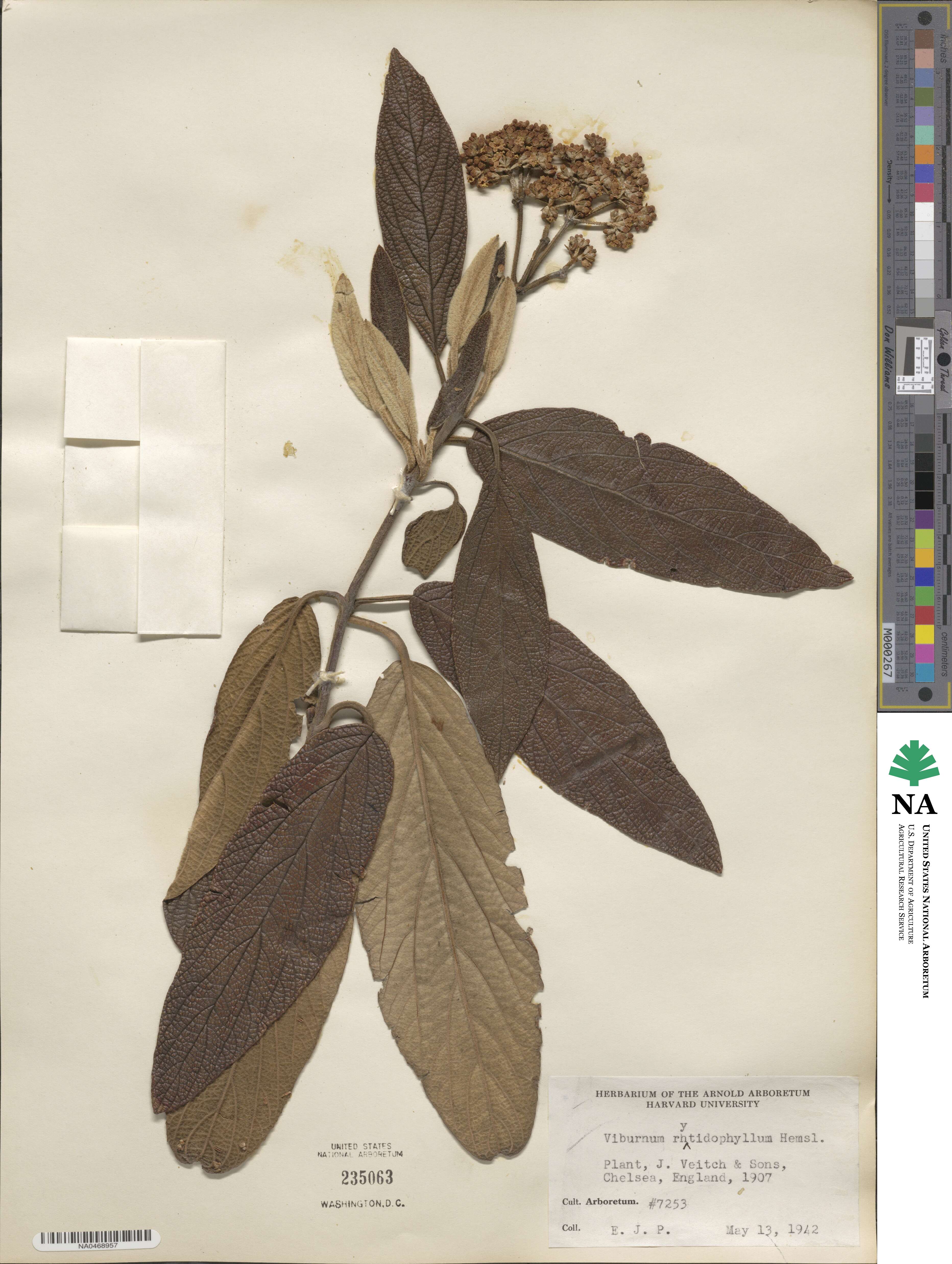 Viburnum rhytidophyllum image