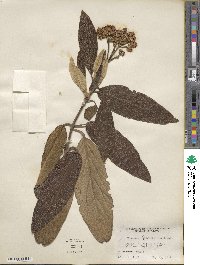 Viburnum rhytidophyllum image