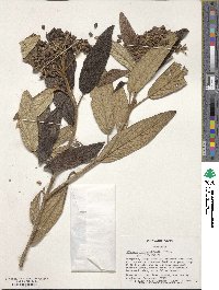 Viburnum rhytidophyllum image