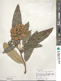 Viburnum rhytidophyllum image