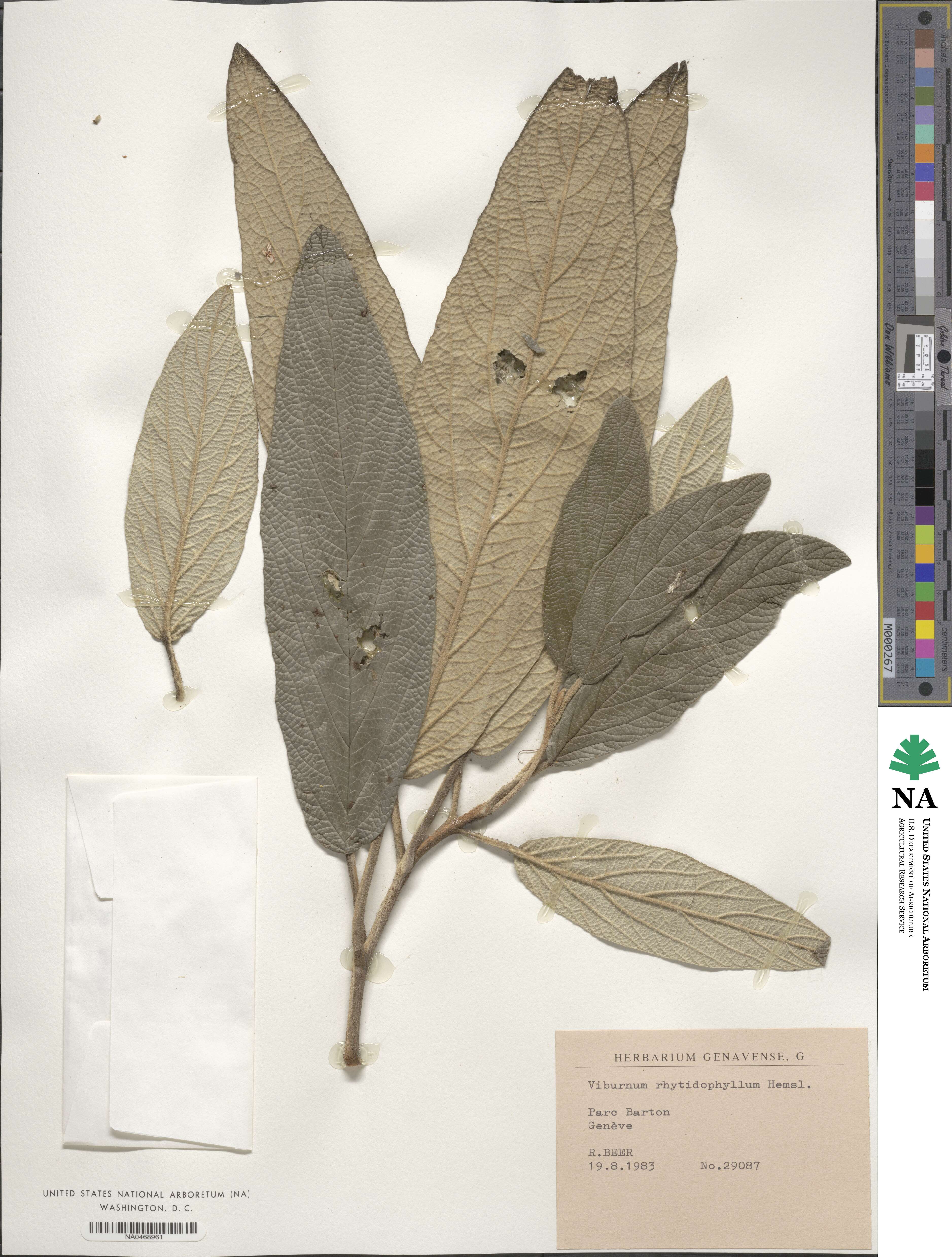 Viburnum rhytidophyllum image